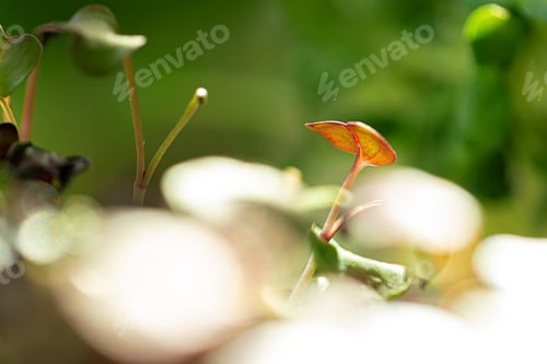 Preview: Salad micro greens growing bunch close up