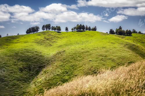 Preview: typical landscape in north New Zealand