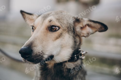Preview: Portrait of cute gray dog in city street