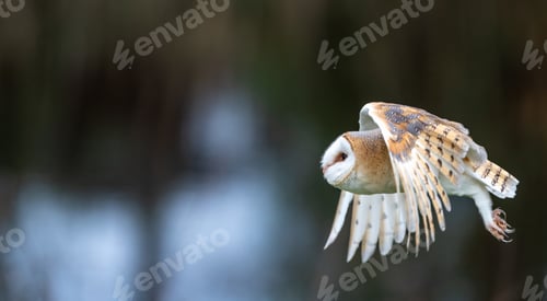 Preview: Majestic barn owl in flight