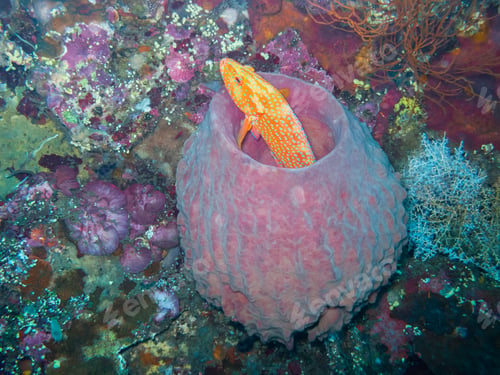 Preview: Cod Fish in a Barrel Sponge