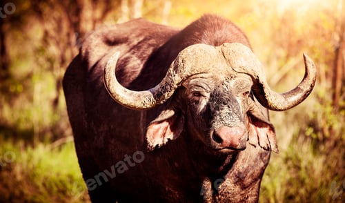 Preview: Big buffalo portrait