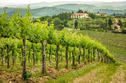 Preview: Field of vines in the countryside of Tuscany