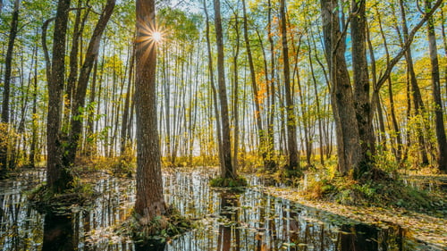 Preview: 4K Forest Trees Woods Standing In Flood Water After Autumn Rains. Beautiful autumn landscape