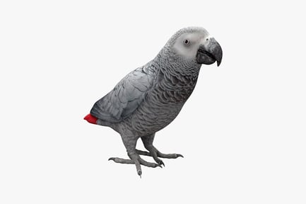 Preview: African grey parrot lateral view