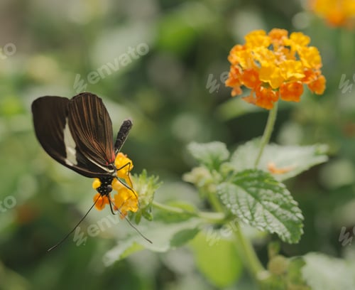Preview: Colorful Tropical butterflies perched on twigs and leaves