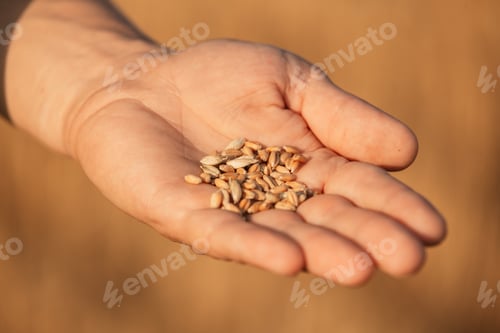 Preview: hand holding wheat golden seeds after harvesting