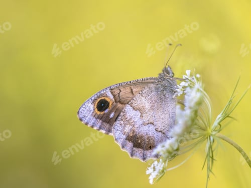 Preview: Tree grayling butterfly