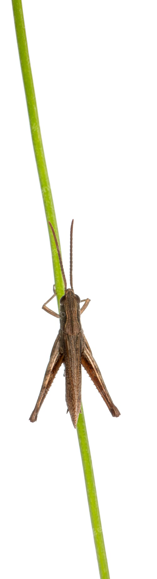 Preview: Grasshopper, Chorthippus montanus, on plant stem in front of white background