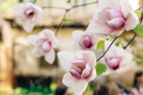 Preview: beautiful magnolia flowers at old building in sunlight in sunny park