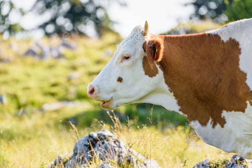 Preview: Cows on a meadow in Alps Austria. Schockl mountain above Graz place to visit