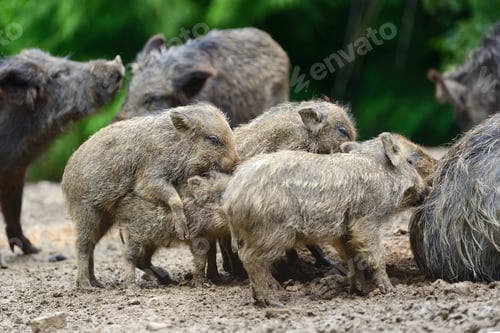 Preview: Young wild boar