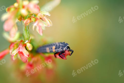 Preview: Larva of ladybugs on a leaf. The development stage of ladybugs