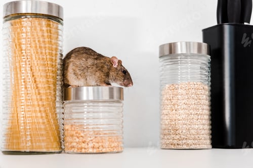 Preview: Rat Exploring on Food Jars in Kitchen