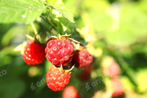 Preview: Fresh delicious ripe raspberries on bush, closeup view. Space for text