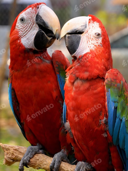 Preview: bird, parrot, Scarlet, Macaw