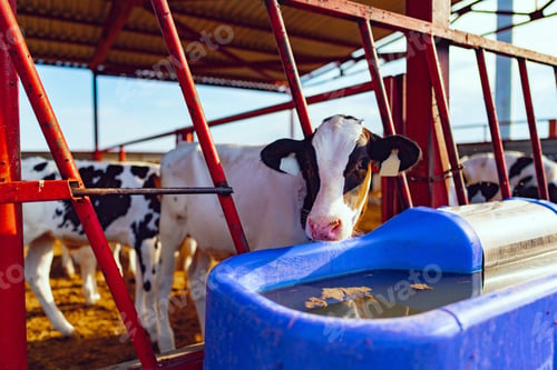 Preview: Modern outdoor cowshed with herd of milky cows