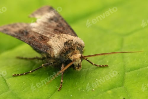 Preview: Closeup on a European Heart and Club owlet moth, Agrotis clavis on a green leaf