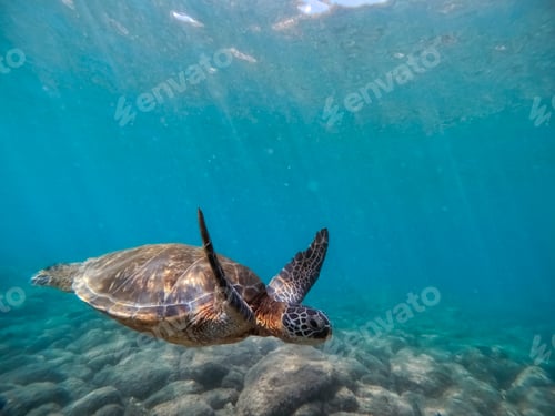 Preview: Turtle swimming underwater