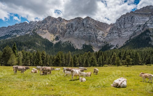 Preview: Cows in Prat de Cadí, route from Estana in Pyrenees Range, Cerdanya, Catalonia