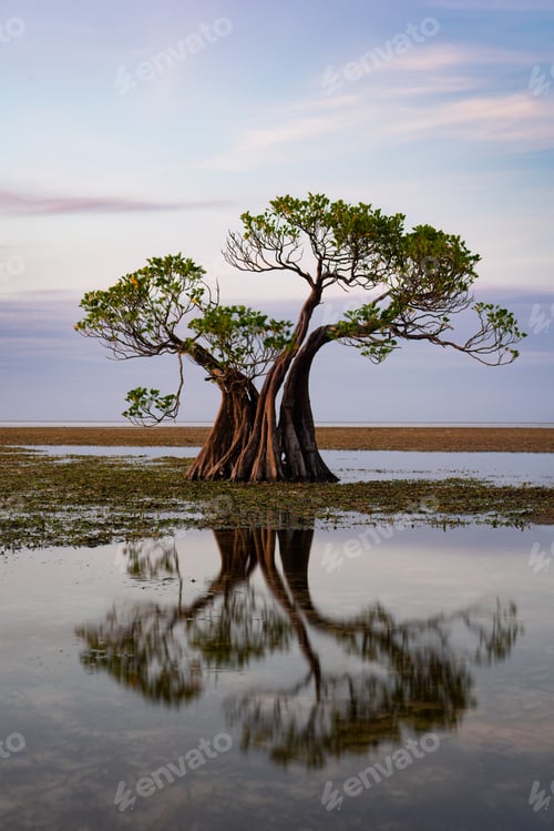 Preview: Dancing Mangrove Trees of Sumba Island in Indonesia.