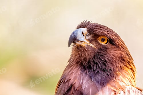 Preview: Closeup Golden Eagle Bird Blurred Background