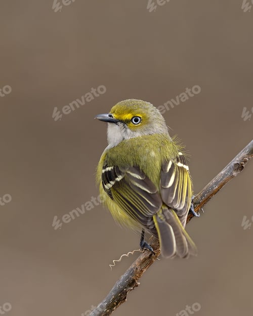 Preview: Closeup shot of a white-eyed vireo bird perched on a tree branch