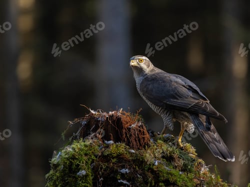 Preview: Male Goshawk perched on a tree stump in Scotland.