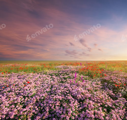 Preview: Spring flowers in meadow.