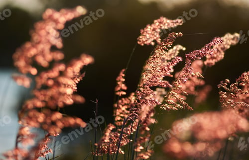 Preview: Pink grass flower swaying on windy day