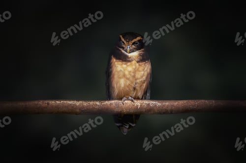 Preview: Tawny-browed Owl (Pulsatrix koeniswaldiana) bird