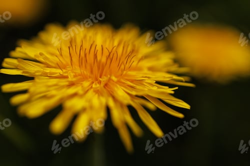 Preview: Dandelion yellow spring flower close-up macro