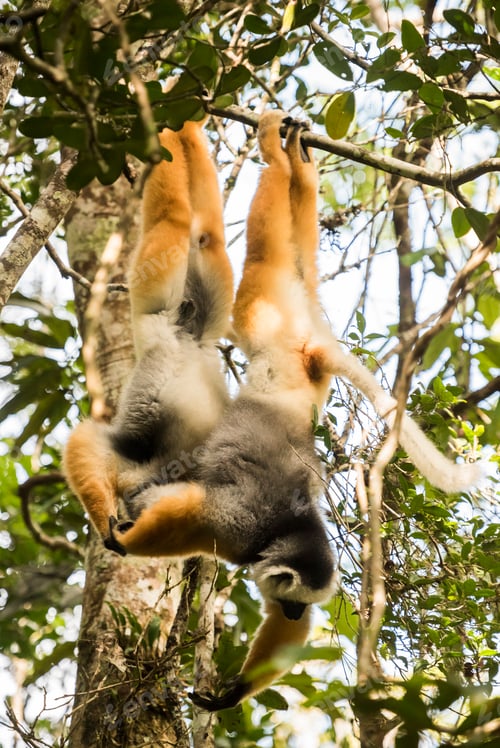 Preview: Diademed Sifaka (Propithecus diadema), a large lemur in Perinet Reserve, Andasibe-Mantadia National