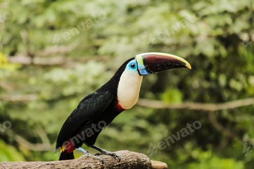 Preview: White-throated toucan perched on a tree branch