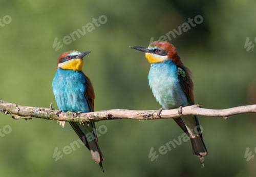 Preview: European bee-eater, merops apiaster. In the early morning a family of birds sits on a branch