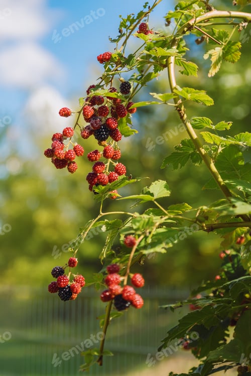 Preview: Wild blackberries ripening on the branch with various stages from red to deep purple
