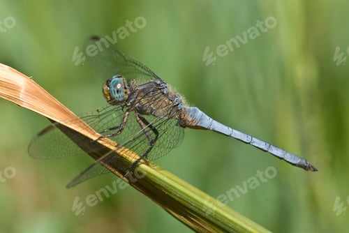 Preview: Dragonfly, Keeled Skimmer