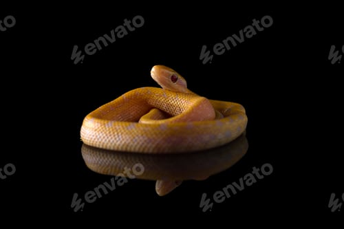 Preview: Beauty rat Snake albino isolated on black background