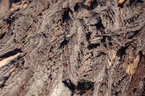 Preview: Texture of old tree bark