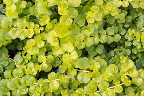 Preview: Green plant known as creeping Jenny bacground texture