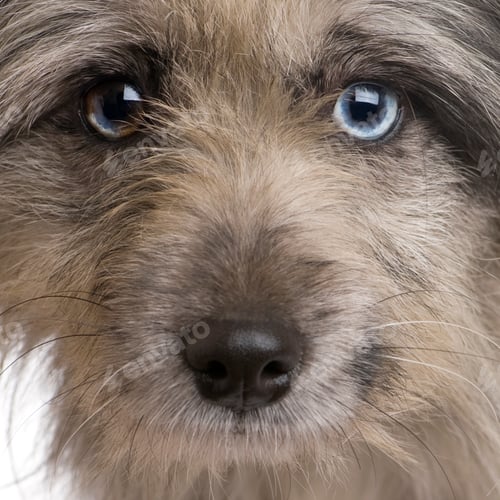 Preview: Pyrenean Shepherd (1 year)