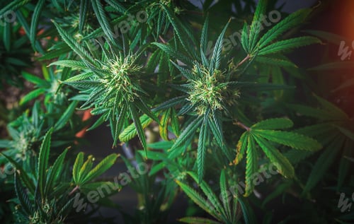 Preview: Overheard shot of cannabis plant