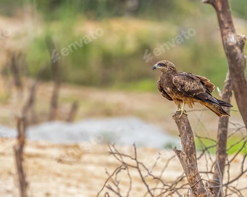 Preview: Majestic Merlin bird is perched atop a tall tree in a sprawling grassy field