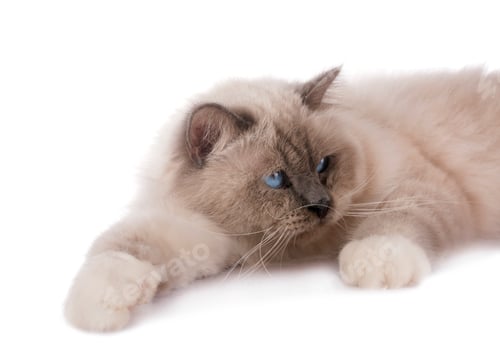 Preview: birman cat in studio