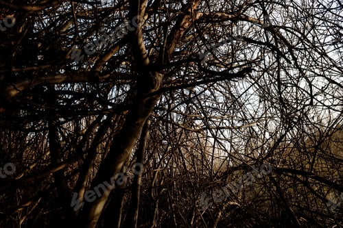 Preview: Tangled heap of fig branches without leaves, tangled skittish.