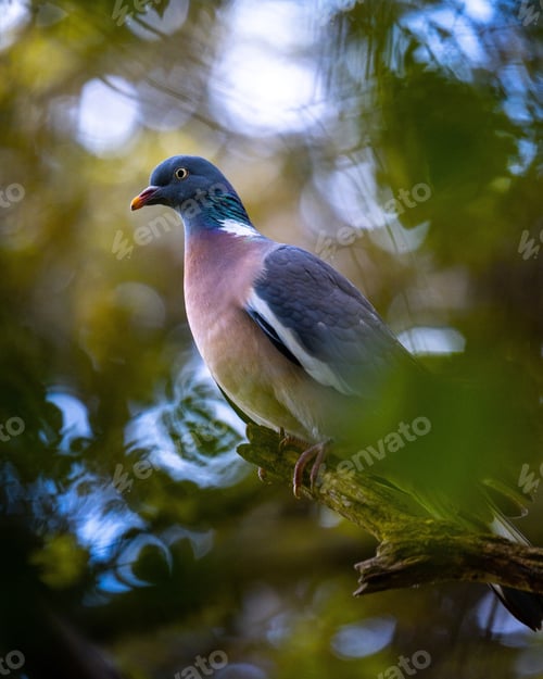 Preview: Vertical close-up view of a common wood pigeon perching on the branch