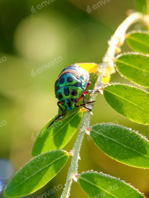 Preview: Jewel Bug Resting on a Green Leafy Stem