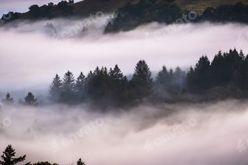 Preview: Evergreen trees rising above clouds