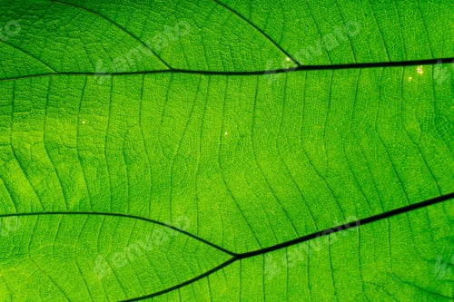Preview: Green leaf texture