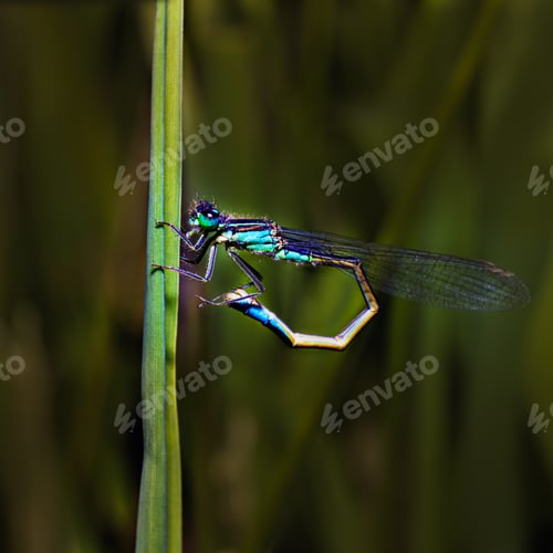 Preview: Selective focus shot of a dragonfly on a grass